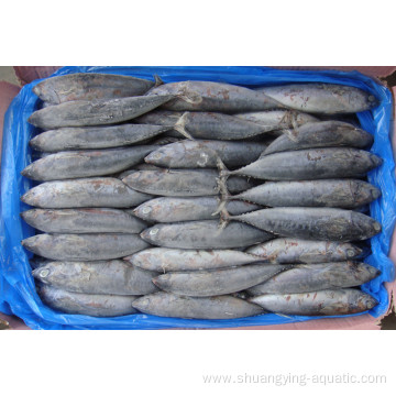 Frozen Fish Whole Skipjack Tuna For Sale